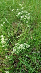 Pimelea humilis