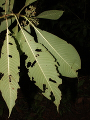 Palicourea mortoniana