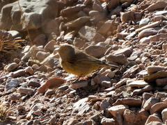 Sicalis olivascens