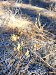 Lomatium macrocarpum