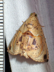 Eulepidotis osseata