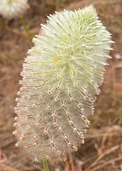 Ptilotus xerophilus