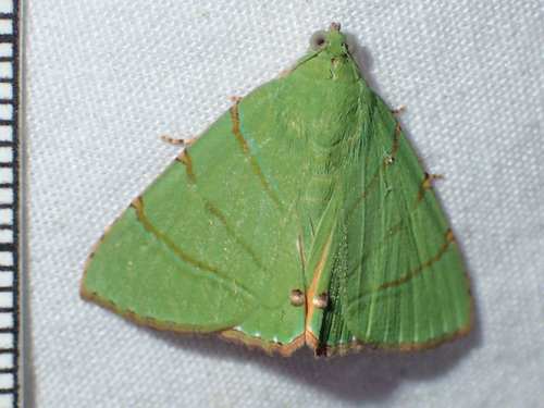 Eulepidotis viridissima image