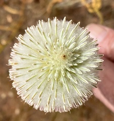 Ptilotus xerophilus