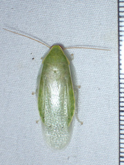 Panchlora