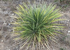 Yucca constricta