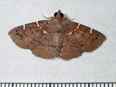 Antiblemma lacteigera