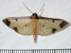 Eulepte concordalis