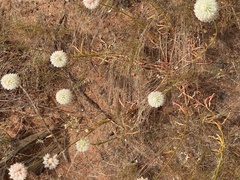 Ptilotus xerophilus