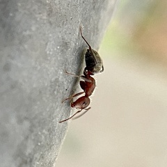 Camponotus planatus