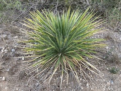 Yucca constricta