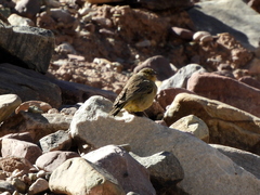Sicalis olivascens