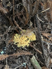 Ramaria flava