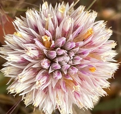 Gomphrena kanisii