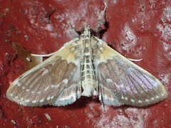 Apilocrocis excelsalis