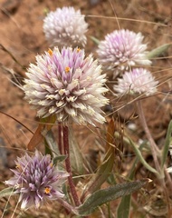 Gomphrena kanisii