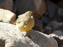 Sicalis olivascens