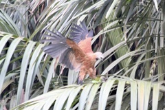 Busarellus nigricollis