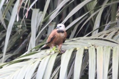 Busarellus nigricollis