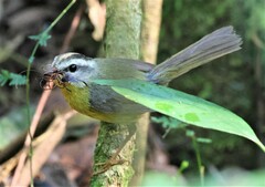 Basileuterus culicivorus