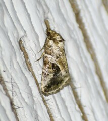 Diastema cnossia