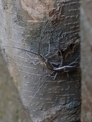Neoptychodes trilineatus