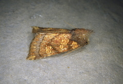 Papaipema impecuniosa