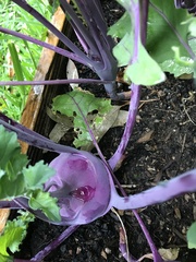 Brassica oleracea gongylodes