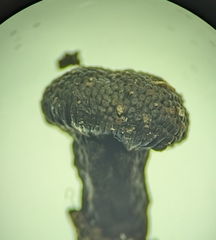 Tubifera microsperma