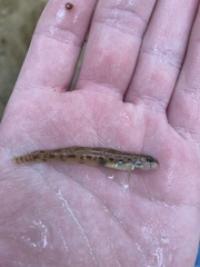 Etheostoma olmstedi