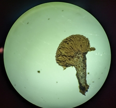 Tubifera microsperma