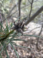 Eriodictyon capitatum