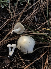 Hygrophorus chrysodon