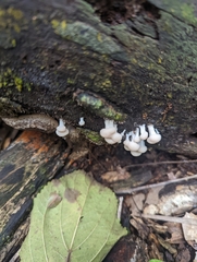 Tubifera microsperma