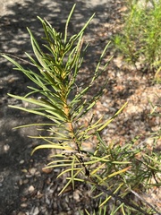 Eriodictyon capitatum