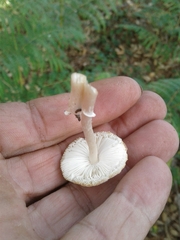 Leucocoprinus