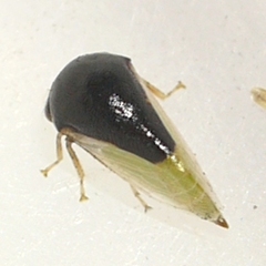 Micrutalis