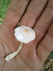 Leucocoprinus