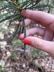 Eriodictyon capitatum