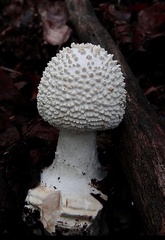 Amanita abrupta