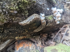 Tubifera microsperma