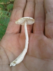 Leucocoprinus