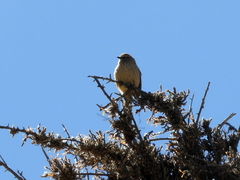 Leptasthenura aegithaloides