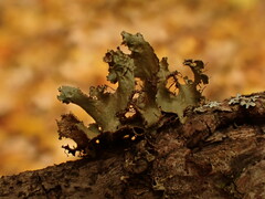 Tuckermanopsis orbata