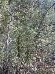 Eriodictyon capitatum