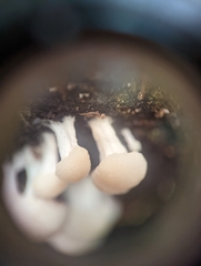 Tubifera microsperma