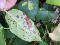 Cameraria gaultheriella