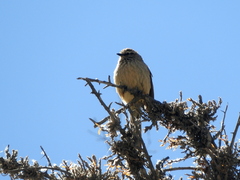 Leptasthenura aegithaloides