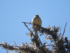 Leptasthenura aegithaloides