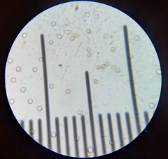 Tubifera microsperma